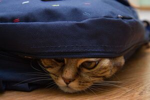 "У меня притрушенный кот, и вот почему..." История об усатом шпионе заставила пользователей Threads реветь от смеха