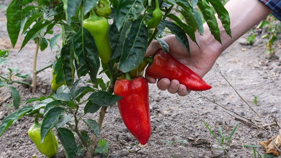 Эти удобрения гарантированно удвоят урожай перца. Три варианта