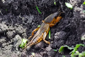 Один натуральный продукт поможет избавиться от медведки. Проверенный метод