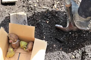Забудьте про дротяника назавжди. Посійте це перед картоплею – і шкідник утече з городу