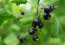 Не выбрасывайте яичную скорлупу, если выращиваете смородину