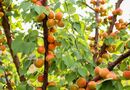 Подкормите этим абрикос, чтобы плодов было как можно больше. Совет садоводов