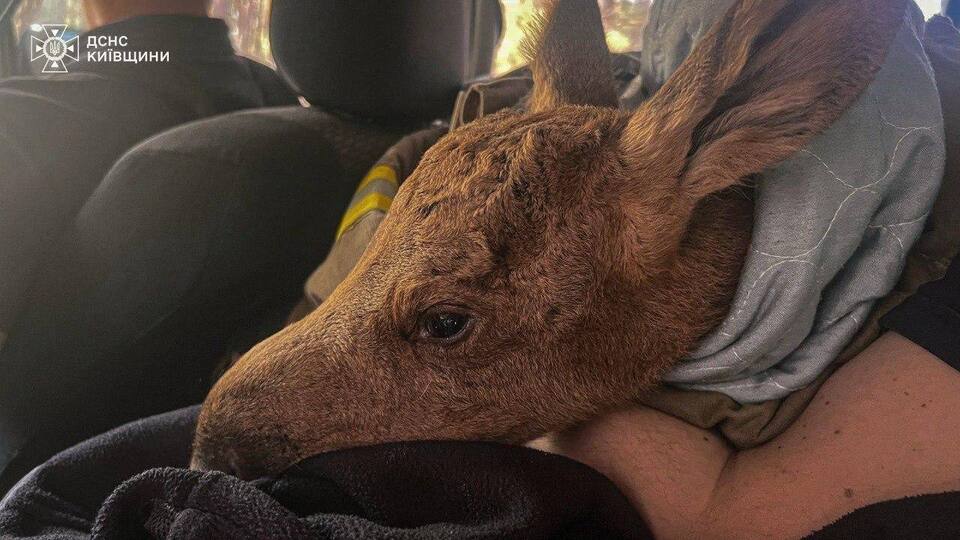 У чорнобильському лісі під час гасіння пожежі врятували червонокнижне лосеня. Фото, відео