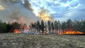 У кількох областях України масштабні пожежі – палають ліси. Що відомо