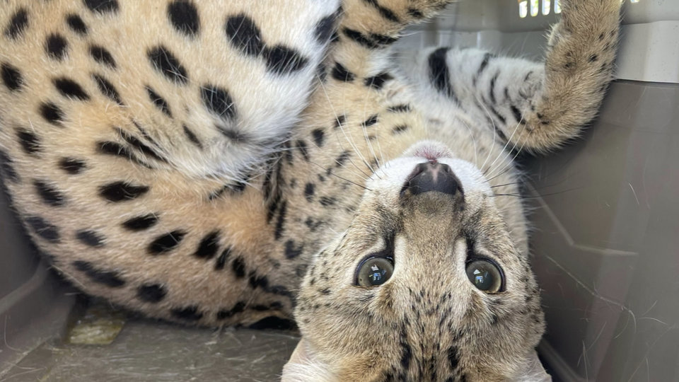 Випав із вікна сьомого поверху і сховався в кущах. У Києві врятували екзотичну тварину. Відео