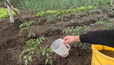 Полийте кущі цим розчином – і помідори будуть солодкими й соковитими всім сусідам на заздрість