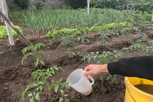 Полийте кущі цим розчином – і помідори будуть солодкими й соковитими всім сусідам на заздрість