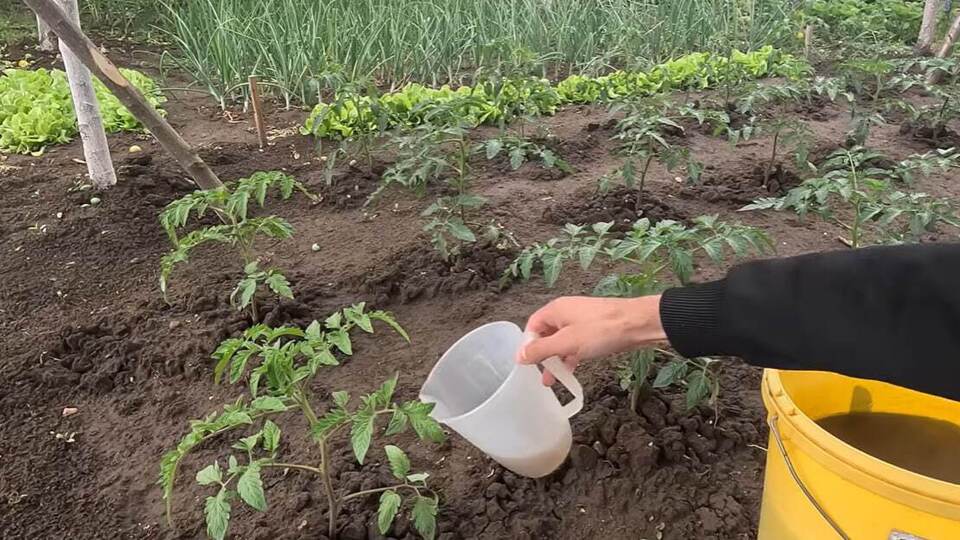 Полийте кущі цим розчином – і помідори будуть солодкими й соковитими всім сусідам на заздрість