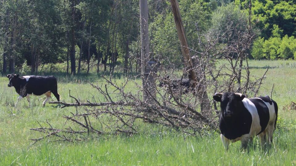"Відстежити надзвичайно складно". Яку "велику удачу" помітили у Чорнобилі