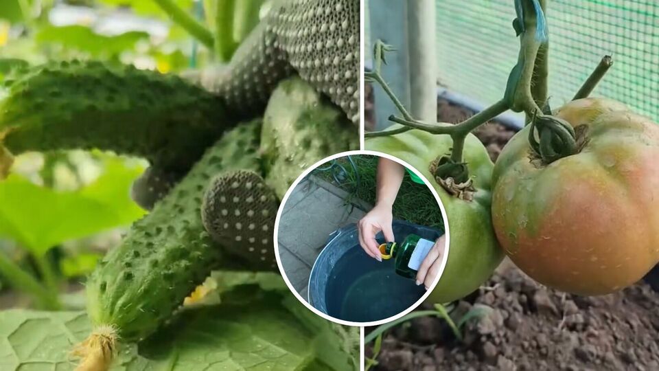 Всего два колпачка на 5 л воды – и помидоры с огурцами будете собирать ведрами на зависть соседям
