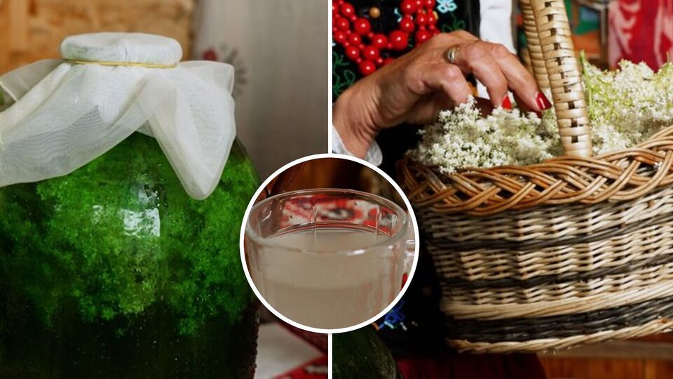 Домашнє шампанське з бузини – неймовірно ароматний напій, який легко втамує спрагу. Рецепт