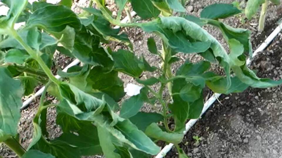 Чому на помідорах скручується листя. Сім причин і варіанти порятунку
