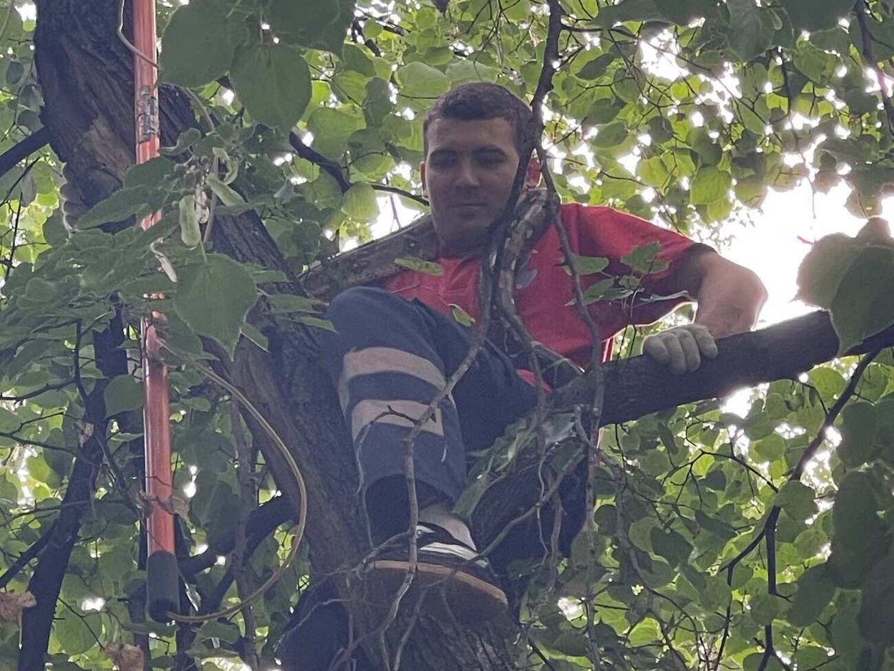 У Києві з дерева зняли імператорського удава. Рятувальники попередили про небезпеку. Фото, відео