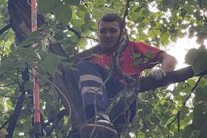 У Києві з дерева зняли імператорського удава. Рятувальники попередили про небезпеку. Фото, відео
