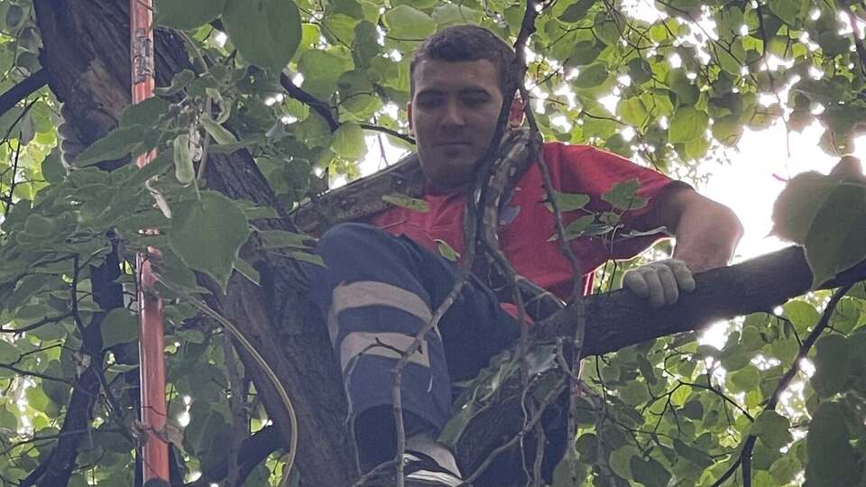 У Києві з дерева зняли імператорського удава. Рятувальники попередили про небезпеку. Фото, відео