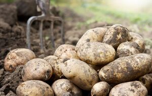 Только эти удобрения, внесенные сейчас, сделают картофель самым вкусным