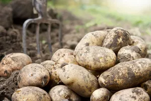 Только эти удобрения, внесенные сейчас, сделают картофель самым вкусным