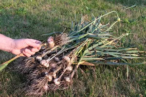 После чеснока и лука посадите эту культуру – осенью получите вкусные, сочные плоды