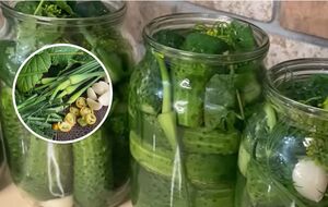 Хрустящие маринованные огурцы на зиму без уксуса и аспирина. Рецепт консервирования, при котором огурцы не "взрываются"