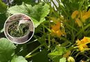 Полийте цим кожен кущ – і кабачки здивують щедрим урожаєм. Ефективне підживлення з бур'янів