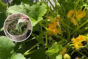 Полийте цим кожен кущ – і кабачки здивують щедрим урожаєм. Ефективне підживлення з бур'янів