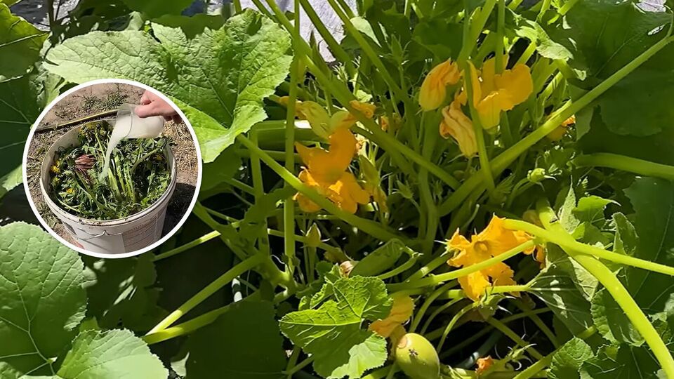Полийте цим кожен кущ – і кабачки здивують щедрим урожаєм. Ефективне підживлення з бур'янів