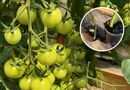 Полийте цим кожен кущ – і помідори вмить почервоніють. Секрет урожаю, якому позаздрять усі сусіди