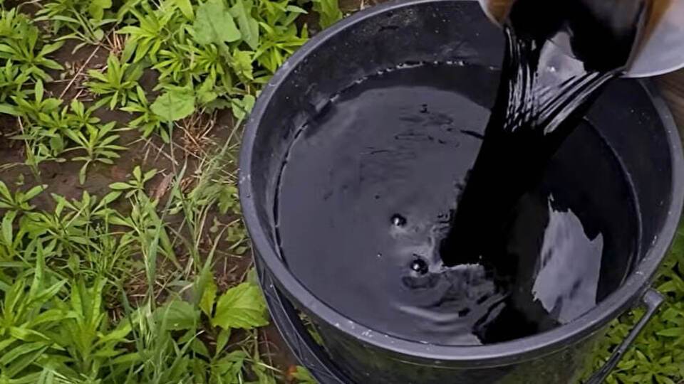 У липні полийте цим моркву – і вона виросте рівною, довгою й соковитою всім сусідам на заздрість