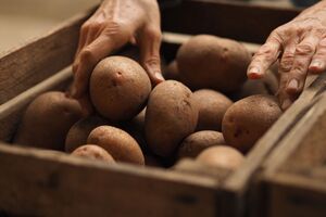Картофель сгниет, если вы не сделаете этого перед хранением