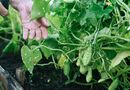 Ніколи не робіть цього на грядках з огірками у спеку – залишитеся без урожаю