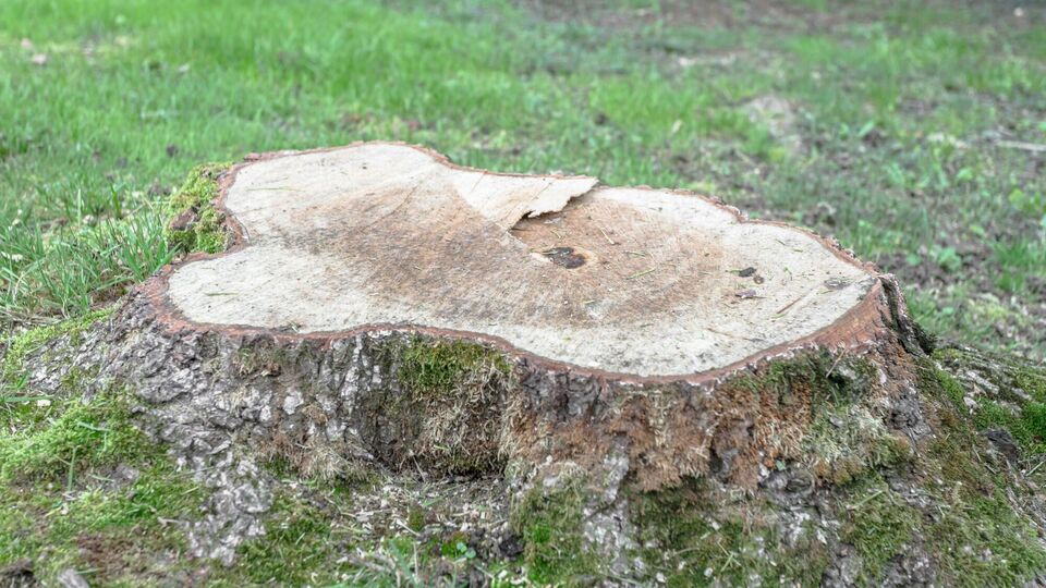 Насипте це в отвори – і пень сам вийде із землі. Лайфхак, як легко викорчувати залишки дерева