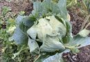 Названо дію, завдяки якій качани капусти стануть тугими і якісними