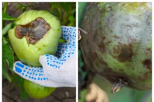 Городники пояснили, як відрізнити вершинну гниль від фітофтори