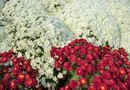 Подкормите хризантемы этим после полива – и осенью ваша клумба будет самой красивой