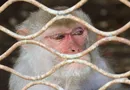 Россиянку насмерть загрызла обезьяна