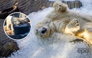 Як білий ведмідь рятувався від шаленої спеки у Празі. Фото