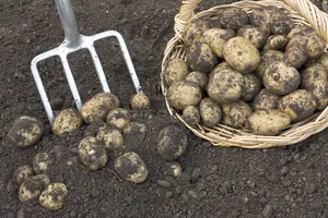 Не робіть так, коли копаєте картоплю, – узимку отримаєте згнилі запаси