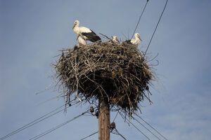 ДТЕК запустила "Трек лелек"
