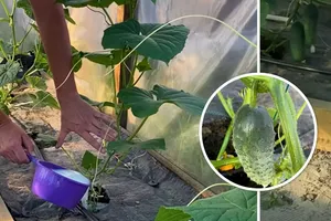 Полейте этим каждый куст – и урожай огурцов побьет все рекорды соседям на зависть