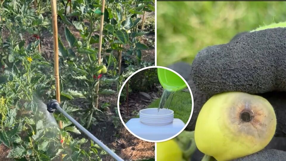Обробіть цим кущі – і помідорам позаздрять усі сусіди. Три способи захистити врожай від гнилі