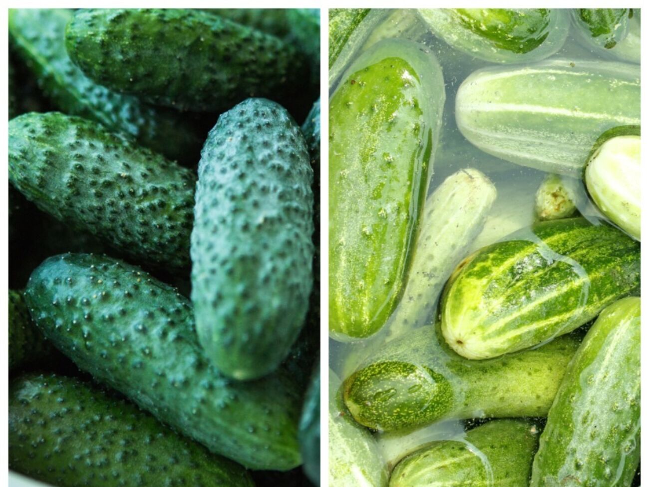 Как убрать горький привкус огурцов и можно ли их консервировать