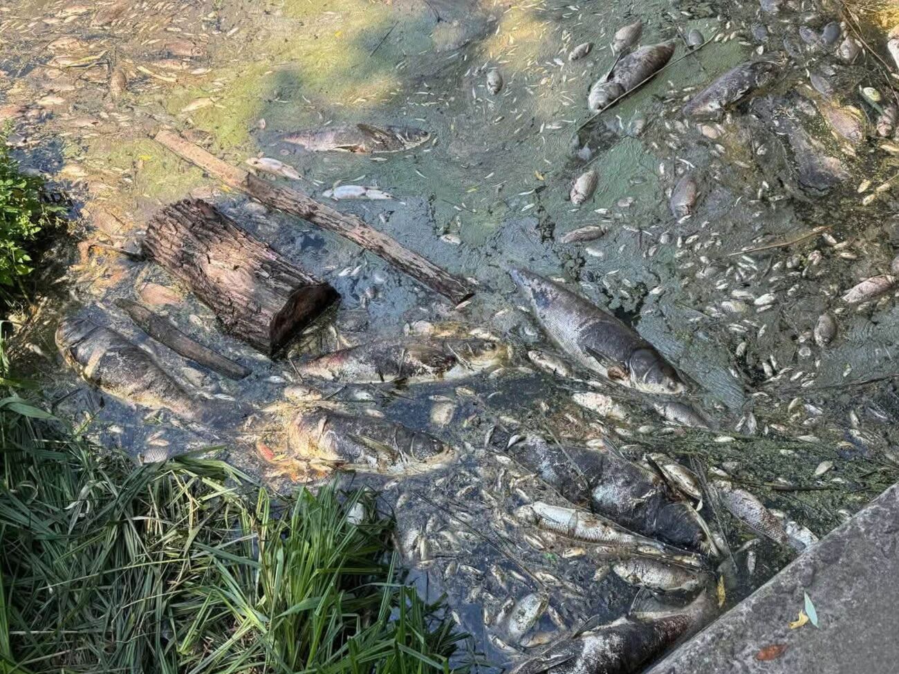 Витік із каналізації у водоймах під Києвом, людям заборонили наближатися до води. Що відомо