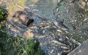 Витік із каналізації у водоймах під Києвом, людям заборонили наближатися до води. Що відомо