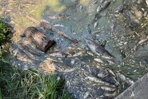 Витік із каналізації у водоймах під Києвом, людям заборонили наближатися до води. Що відомо
