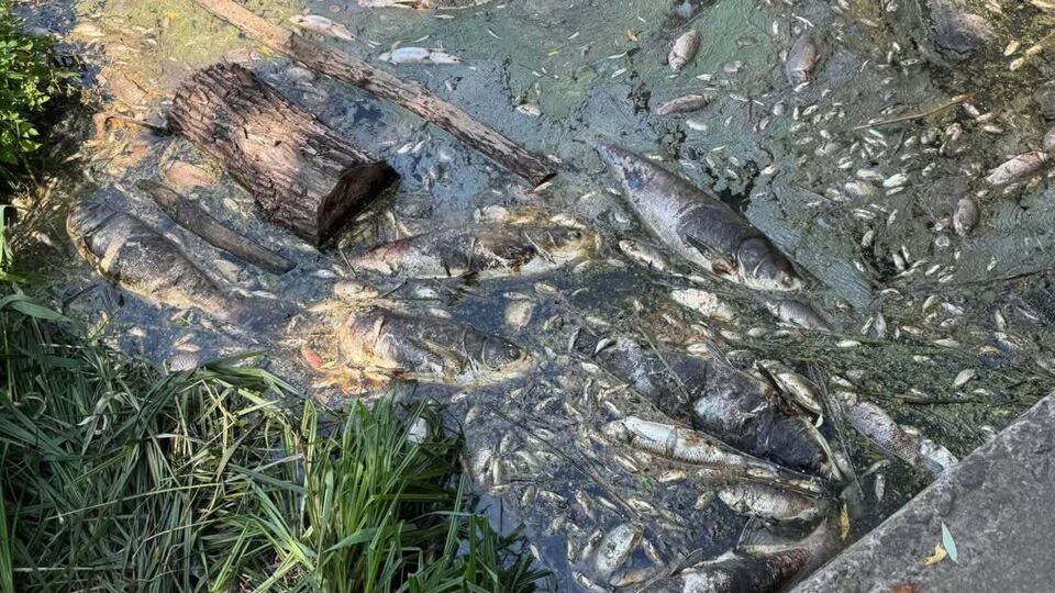 Витік із каналізації у водоймах під Києвом, людям заборонили наближатися до води. Що відомо