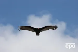 Сеть всколыхнуло видео, как птица била в колокола. О чем она пыталась предупредить людей