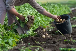 Урожай картофеля точно пропадет, если допустите эти ошибки. Важные советы огородников