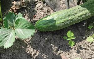 Никогда не сейте эти огурцы – плодоносят обильно, а на вкус никакие. Огородница поделилась опытом
