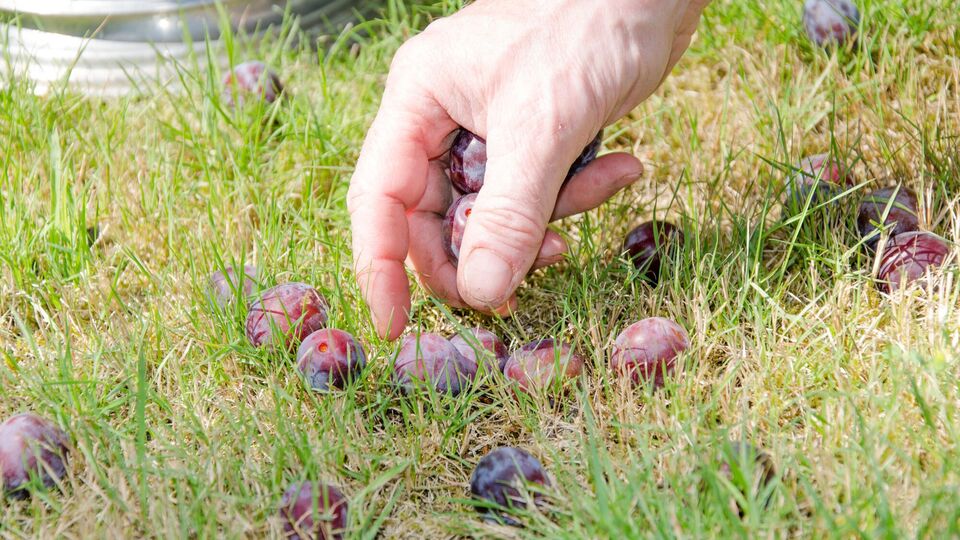Если сливы осыпаются, не успев созреть, – поспешите сделать это