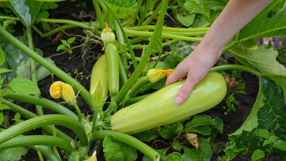 Подкормите кабачки этим – и удивитесь урожаю до глубокой осени
